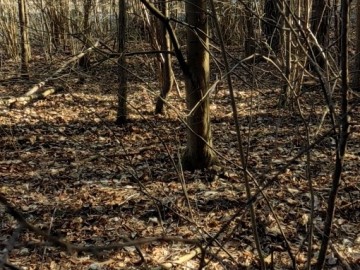 Działania w ramach czynnej ochrony pełnika europejskiego w PPK., 